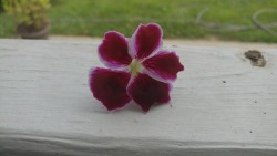 A regal geranium from my MIL&rsquo;s garden 🌸