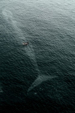 vistale:  You’re never alone in the ocean.   Never.