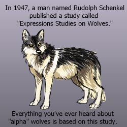 why-animals-do-the-thing: charadreemurr:  draikinator:  X X X X X &lt; Sources on alpha wolves being a myth be nice to puppers  @why-animals-do-the-thing  I reblogged an older version of this yesterday that contained an error, and @charadreemurr