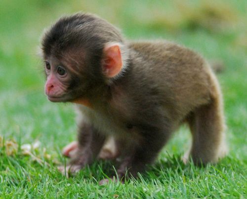 Cute baby monkeys