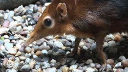  A Black and Rufous Sengi (Rhynchocyon petersi) video source 