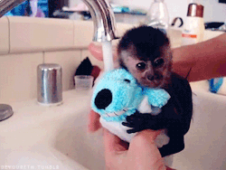 trilithbaby:  dascha60:  pleaserapemesir:  the-monstrumologist:  ydrill:  Enjoying bath  OHMYGODHOWFUCKINGCUTE  Squee  Lol!  The bunny tho! :D  i can&rsquo;t even handle this