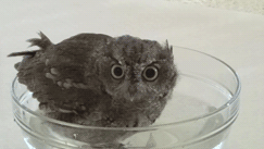 generichenle:  フクロウのクウちゃん、水浴びから乾燥まで / Screech Owl having a bath and then being dried.    