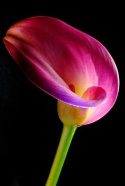 alorswhatnow:  flowersgardenlove:  Pink Calla Lily Beautiful gorgeous pretty flowers  (via TumbleOn ) 