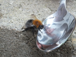 kuntybynature:  archewill:  byron130:  18.05.2014I learned yesterday that when you see a bee on the ground that isn’t moving, it’s not necessarily dead, it’s probably just dead tired from carrying lots of pollen and needs re-energising. So if you