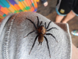 buggirl:  Spider hitching a ride on my shoulder. Santa Lucia, Ecuador My spider research