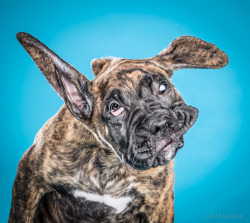 itscolossal:  Wacky High-Speed Portraits of Puppies Caught Mid-Shake by Carli Davidson 