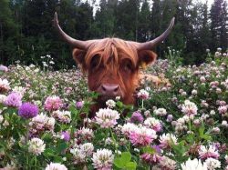 ronbeckdesigns:  Highland cow getting quality flower time 