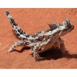 sciencealert:  This creature, called a thorny devil (Moloch horridus), can suck water out of the dry Australian sands using its skin. 😲 📷:Stu’s Images/ Wikimedia #science #Australia #sciencealert https://www.instagram.com/p/BMlNMDADSWZ/  ♡