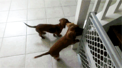 gizmoallthetime:  biletree:  kiggor:  Dachshunds can’t wait to take a bath  *hysterical crying and screaming*  AAAAHHHH   I love it