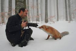 el-infierno-esta-en-mi-mente:  best-of-memes:  Love foxes   Me encantan! Son bellos *.*