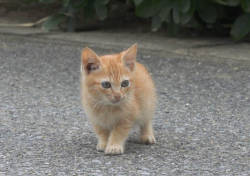 catsbeaversandducks:  Island Kitten Befriends Animal Photographer Animal photographer Mitsuaki Iwago was visited by a little ginger kitten when he was filming on the island of Okinawa. This little island dweller like many others are taken care of by the