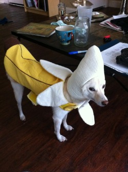 mistresswhile:  The best thing I ever bought was a banana costume for my dog. Hands down. It shames her so I put it on when we expect new people to come to our house and it keeps her from being crazy. She just stands there. 