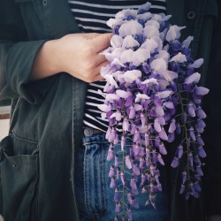 savannahpatts:Wisteria is in bloom and I’m losing it.