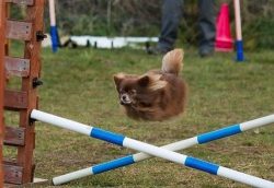 Hoverdog to the rescue (jumping hurdles at an agility competition)