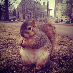 raincityruckus:  xensin:  LOOK AT ITS LITTLE DOUBLE CHIN  this squirrel is hella cute with a double chin and so are you  He&rsquo;s bulking. Just wait till spring&hellip;