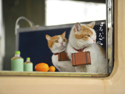 unpopular:  Travel guide mascot cats (via I Love Meow) 