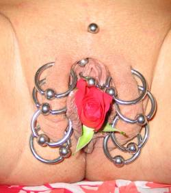 pussymodsgalore  Eight outer labia piercings with rings, a triangle piercing (goes deep, under the clit), a Christina piercing (unusually starting within the outer labia), and a rose! 