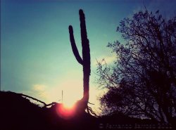 fernandobarrosoalcala:  amanecer cactus#cactus #amanecer #sunrise #dawn #sun #sol #contraluz #backlight #raices #roots #horizonte #horizon(from @FernandoBarroso on Streamzoo)