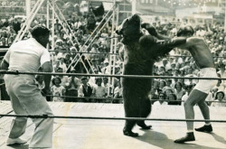 Boxing match with a bear, New York, 1937.