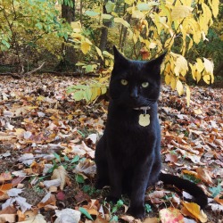 vulcannic: This is my beautiful son, Dirt, and his favorite season is fall because he loves rolling in the leaves 