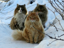 memily:  adorabelledearheart:   thepliablefoe:   Norwegian forest cats are the best. They look like little snow lions.   MORE REASONS WHY NORWEGIAN FOREST CATS ARE THE BEST: The colloquial term for them is “skogkatten”. They’re also called “fairy