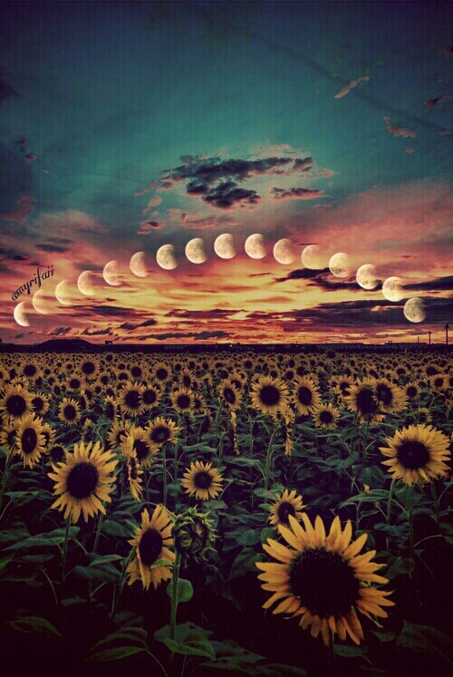 sunflower background | Tumblr