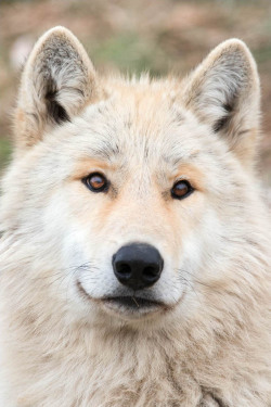 wolveswolves:  After the question about yellow coated wolves, I just remembered another yellow wolf; Wolf Park’s Kanti! I don’t know his origins, but he is just stunningAll pictures by Wolf Park 