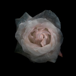 takingashortbreak:  Transparent roses (2012) - from the glass collection of london-based photographer alexander james  &ldquo;… a collection of photographs born from a process that naturally removes all the pigment from the capillaries in rose petals,