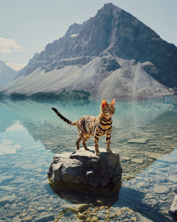 landscape-photo-graphy: Beautiful Bengal Cat Suki Adds Magic With Her Dazzling Sea Blue Eyes Against Nature  Keep reading 