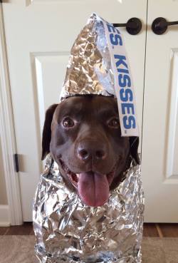 tastefullyoffensive:  Chocolate Lab Kiss [ccelson] 