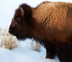 chillypepperhothothot:  American Bison by pinconnected on Flickr. 