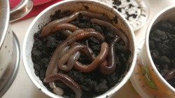 I ‘pardoned’ about 64 nightcrawlers from the bait section at Walmart. They’re going right into my compost bin :)