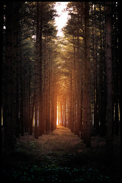brutalgeneration:  Horsford woods by Matthew Dartford on Flickr. 