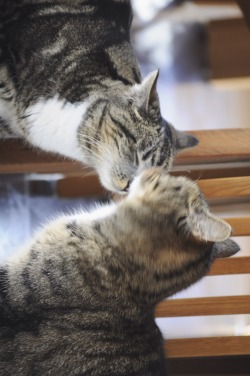 verticaux:  kitty love by silje  