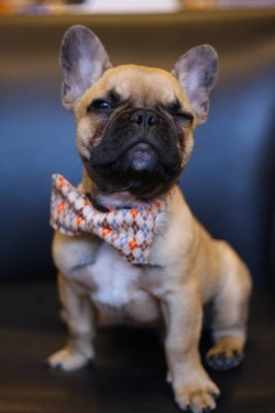 Look! It&rsquo;s the animal that bowties look good on!