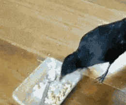 deviousraven:  fallingoutlasvegas:  tear-down-thewall:  xrizeis:  a crow is a mother  omg too cute  the way the dog so gently takes the treat makes me so happy  Anyone who doesn’t love crows and ravens can’t really be my friend. Look at this little