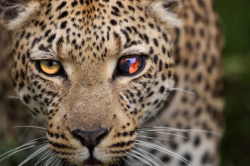sixpenceee:  This shot was a winner of a weekly National Geographic photo contest. Taken by Wayne Wetherbee.While on safari in Africa, on the Okavango Delta, Botswana photographing wildlife, this leopard had made a kill and brought it to her cub high