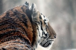 stuffidraw:  tigers in the snow at the milwaukee county zoo 