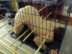 petgirltrainer:  newrabbithole: I want to try this. please help my posture  You have to secure the ends.  Otherwise she’ll wiggle her butt until the dowels slide out…  Then she’ll sneak up from behind, and bite you on the shoulder…  At least