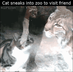 pursuingconsonance: frish-prence:  alsogolden-ana:  itsmyspookyhour:  thecarvingwitch:  prokopetz:  sixsaltysweets:  I’M DEAD  Fun fact: if you know your feline body language, you’ll notice that the lynx is deferring to the housecat. As far as these