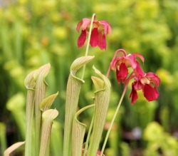 carni-gardener: Sarracenia rubra is also referred to as the ‘sweet trumpet’, because of its small red flowers which are fragrant to variable degrees. These clump-producing plants commonly branch into multiple growing points and can therefore form