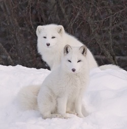 beautiful-wildlife:Arctic Foxes by Rick Dobson
