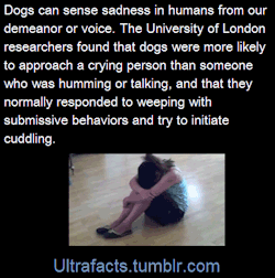 liaka-pup:ultrafacts:bandsbooks717:pizzaismylifepizzaisking:eclipse-ann: ultrafacts:  voiceactresskurutta:  ultrafacts:  Source  If you want more facts, follow Ultrafacts  REASONS WHY COMFORT DOGS SHOULD BE ALLOWED AT MY SCHOOL  Did you know that dogs