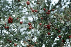 thepoisondiaries:  Featured in the new Poison Diaries book, Weed - Crataegus (Hawthorn) Crataegus commonly known as ‘Hawthorn’ are small trees or shrubs that produce clusters of white flowers. A red berry-like fruit also grows on this plant known