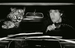 joeinct: Mick Jagger in Car with Leopard, Los Angeles, Photo © Albert Watson, 1992