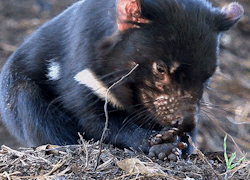biomorphosis:  Tasmanian Devil’s large head and neck allow it to generate one of the strongest bites per unit body mass of any land predator and are strong enough to gnaw through metal traps. They will eat anything including bones, fur and teeth. 
