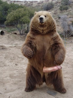 Oh shit! It’s that bear from “The Revenant”! Nice dong, bear!