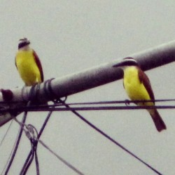 #Pajaro #amarillo -50 de joselito :P #bird #yellow