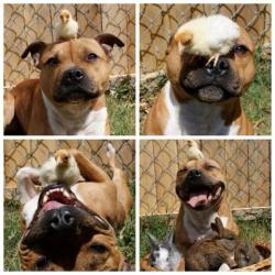animals-riding-animals:  chick riding happy dog
